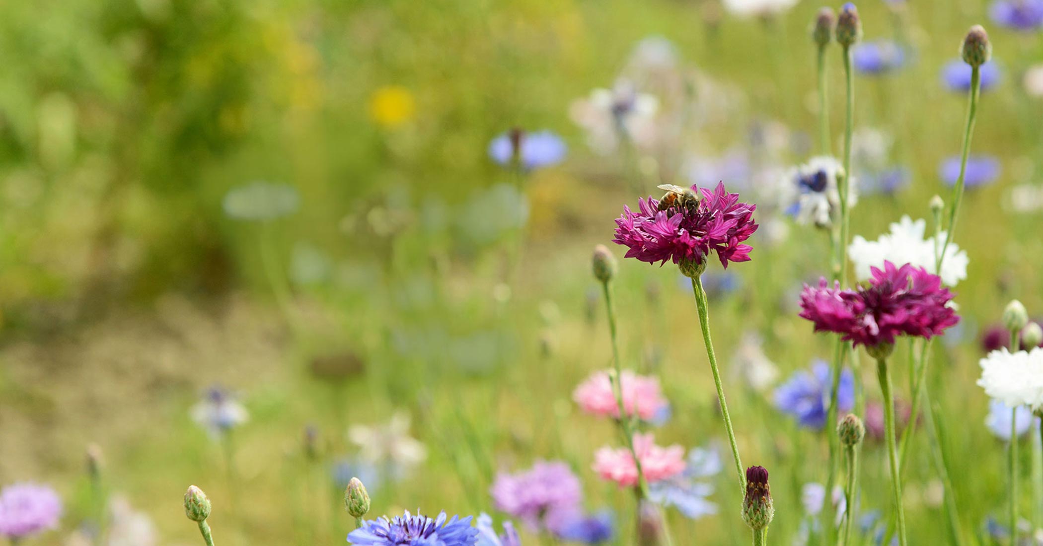 Header_ACKERTAGEBUCH